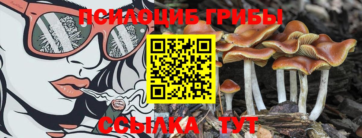 Галлюциногенные грибы Cubensis Кызыл